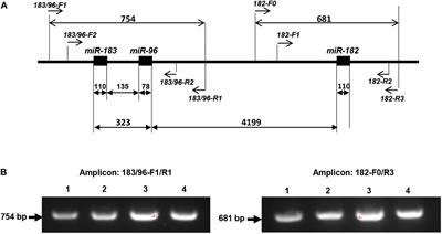 Mutation Screening in the miR-183/96/182 Cluster in Patients With Inherited Retinal Dystrophy